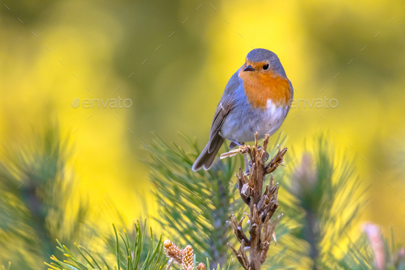 Red Robin bird in ecological garden