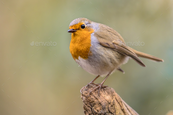 Red Robin bird in ecological garden Stock Photo by CreativeNature_nl
