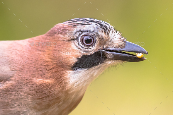 Curious Eurasian Jay head on bright background - Stock Photo - Images