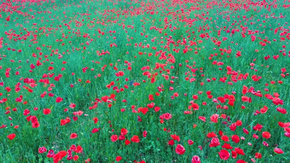 Field of Blossoming Red Poppies. Beautiful Flowers Meadow and Summer Nature Landscape	 alt
