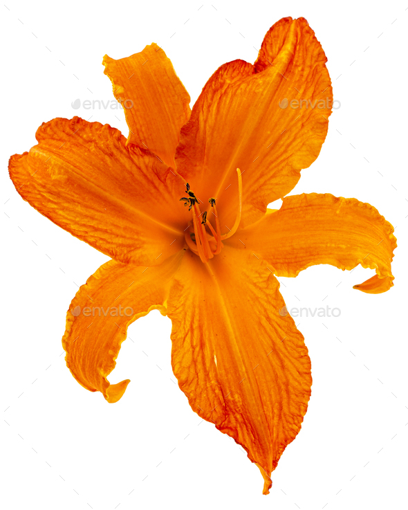 Bright orange flower of day-lily, isolated on white background