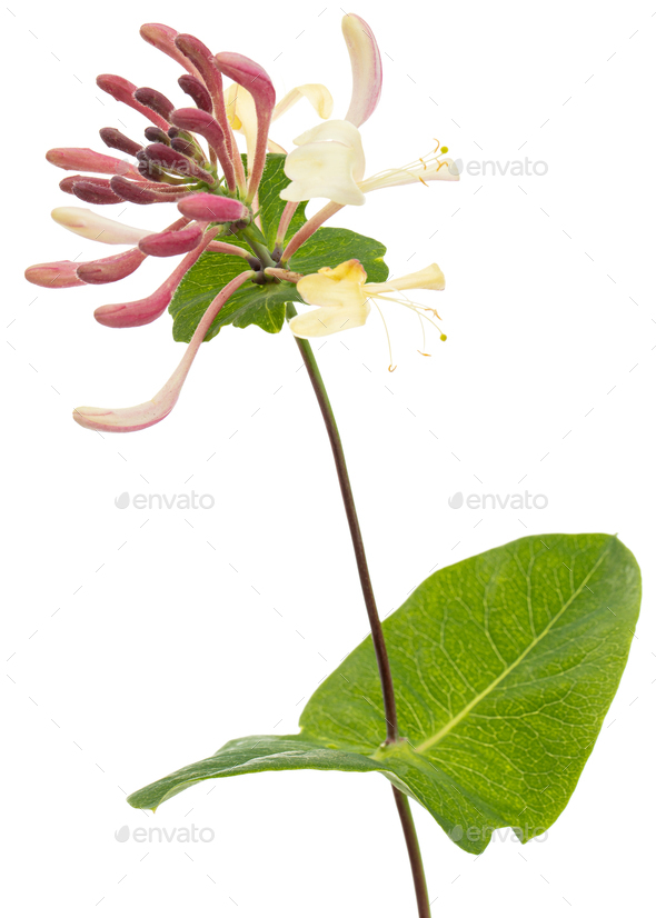 Flowers of honeysuckle, lat. Lonicera caprifolium, isolated on white background - Stock Photo - Images