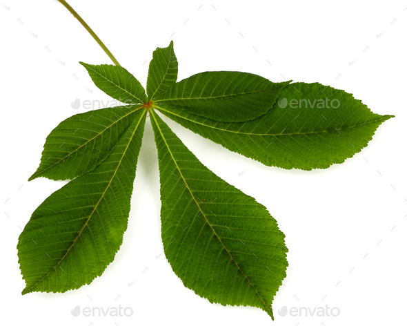 Green chestnut leafs (Aesculus hippocastanum), isolated on white ...