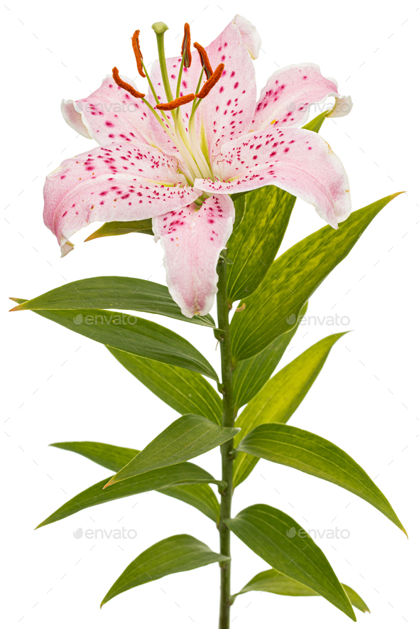 Big pink flower of oriental lily, isolated on white background Stock Photo  by kostiuchenko