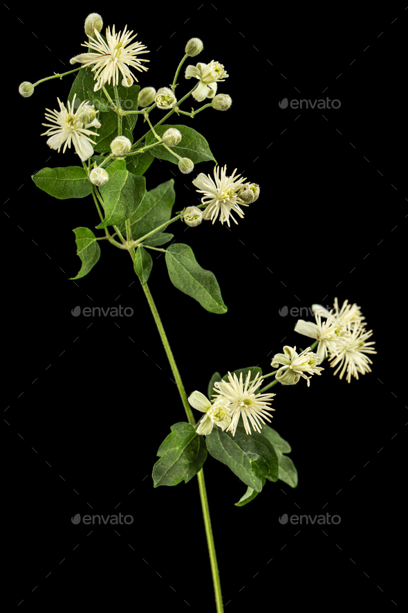 Flowers and leafs of Clematis , lat. Clematis vitalba L., isolated on black background - Stock Photo - Images