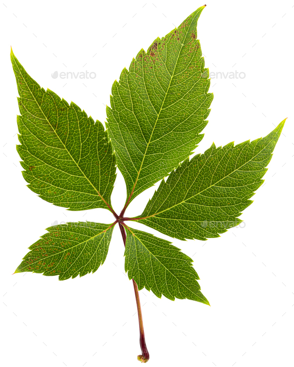 Green leaf of girlish grapes (lat. Parthenocissus quinquefolia),  isolated on white background - Stock Photo - Images