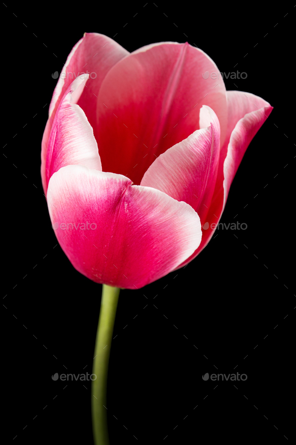 Flower of tulip with petal red with transition to white color, closeup, isolated on black background