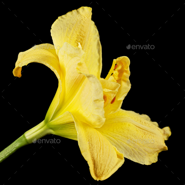 Yellow flower of day-lily, lily flower, isolated on black background