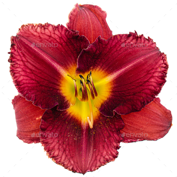 Red flower of day-lily, isolated on white background