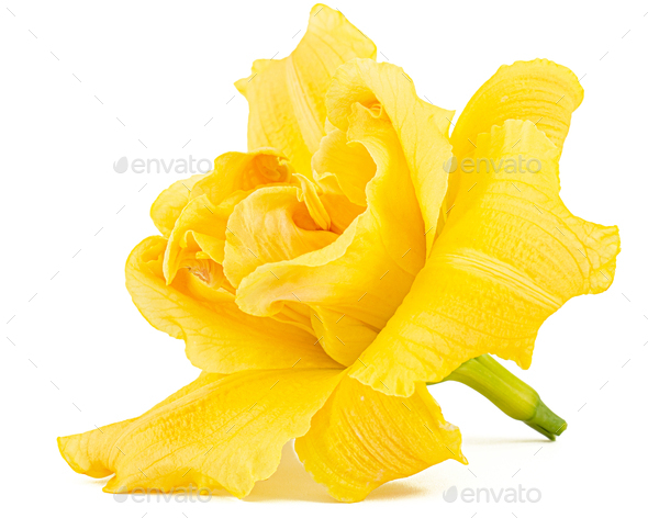 Flower of yellow day-lily, lily flower, isolated on white background