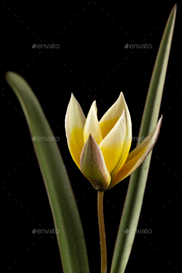 Flower of tulipa Tarda, botanical tulip, isolated on black background - Stock Photo - Images