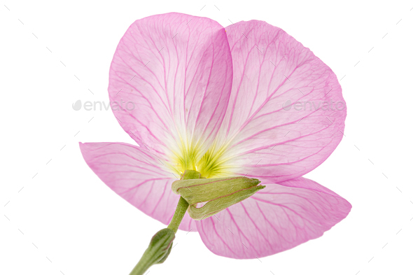 Flower of pink Evening Primrose, lat. Oenothera, isolated on white