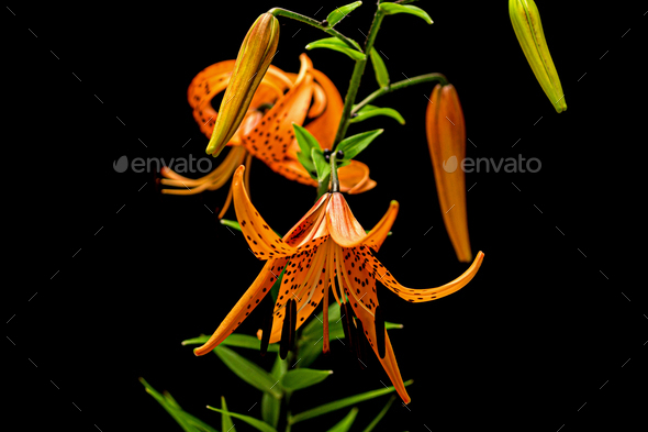 Blooming flower of orange lily, isolated on black background
