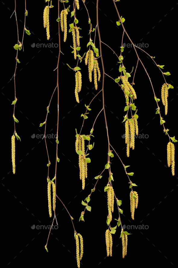 Young sprigs of birch with leaves and earrings, on black background - Stock Photo - Images