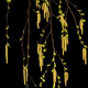 Young sprigs of birch with leaves and earrings, on black background - PhotoDune Item for Sale