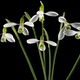 White flowers of snowdrop, lat. Galanthus nivalis,  isolated on black background - PhotoDune Item for Sale
