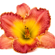 Flower of yellow-orange daylily, isolated on white background - PhotoDune Item for Sale