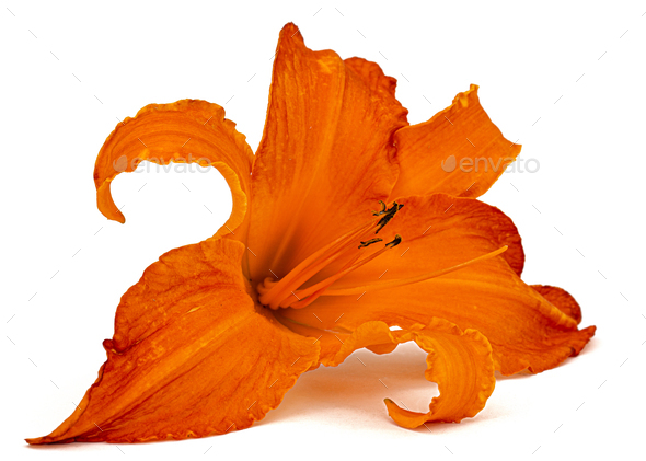Bright orange flower of day-lily, isolated on white background