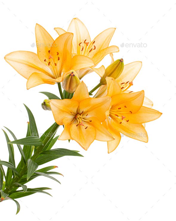Yellow-orange lily flower, isolated on white background - Stock Photo - Images