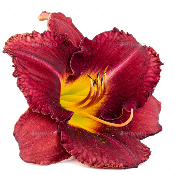 Red flower of day-lily, isolated on white background