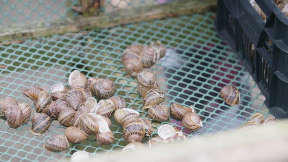 Collecting snails from snail farm to be prepared as delicious meal alt