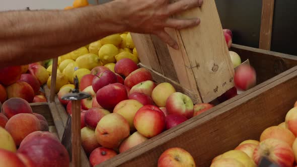 Closeup of Grocery Worker Is Pours Apples From Wooden Box on Store Shelves