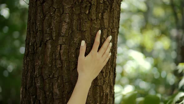 Girl Gently Touch Tree Bark. Woman Enjoying In Wood. Female Hand Strokes Bark Of Pine. alt
