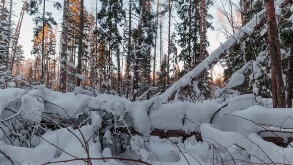 View of a snowy forest with trees covered by snow at sunset.