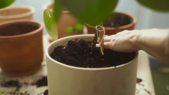 Crop female gardener pressing soil in pot alt