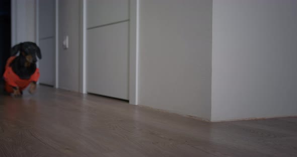 Two Sad Dachshund Dogs in Colorful Tshirts Come Into the Room and Look Questioningly at Owner in alt