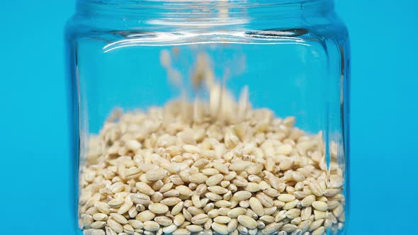 Closeup of Falling Down Barley Into Glass Jar on Blue Background alt