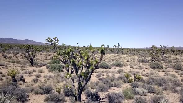 cactus tree rolling desert bushes Kali tragus Russian thistle. Dramatic overfly drone footage aerial alt