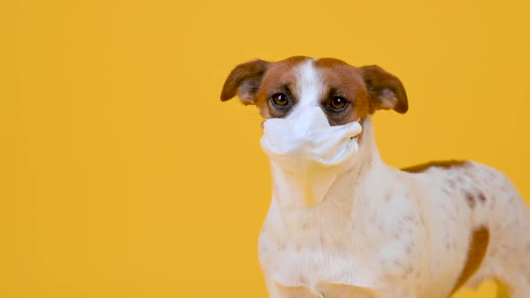 dog in a medical mask on his face on a yellow background. alt