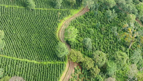 Bananas and Coffee in the plantations of Colombia alt