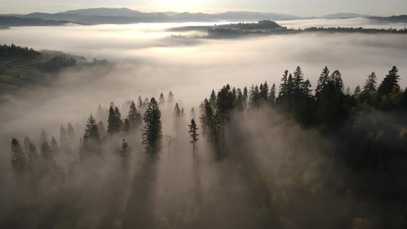 Pine Trees Silhouettes in the Heavy Fog in the Mountains