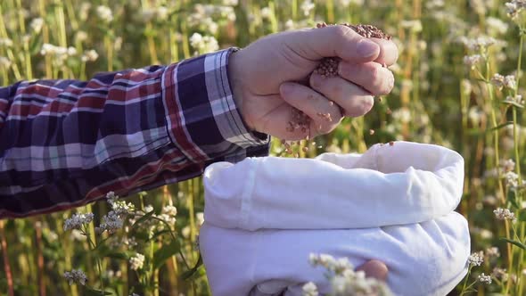 An agronomist in a buckwheat field with a bag of buckwheat in his hands. alt