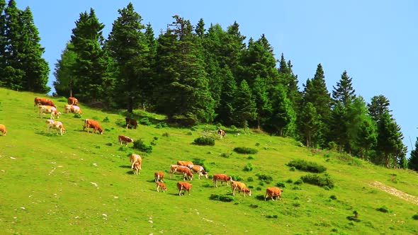 Herd of Cows on the Mountain Pasture