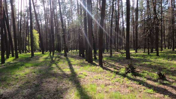 Walking Through the Forest with Pine Trees During the Day POV Slow Motion alt