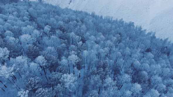 Aerial View of Winter Forest