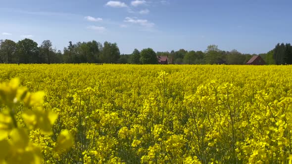 Pan over a bright yellow rape field in spring in the countryside of Lower Saxony Germany alt