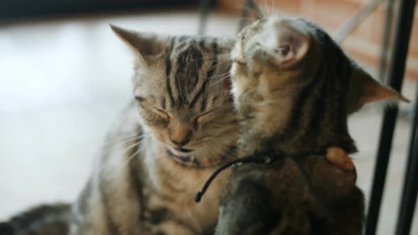 Lovely tabby cats licking each other. alt