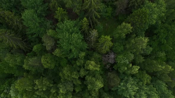 Aerial tilt from above trees to rural area outside Stockholm Sweden alt
