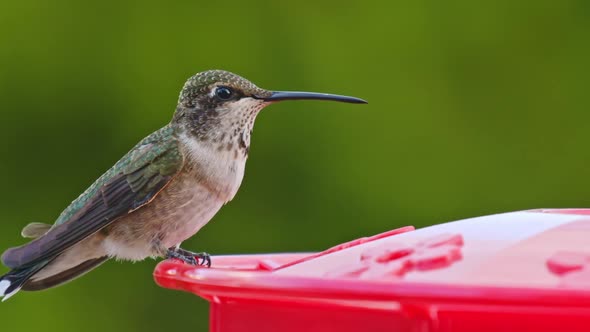 Hummingbird drinking from bird feeder in slow motion
