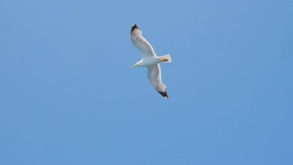 Sea Gull Flying High in the Sky. Wild Bird Flying High in the Sky. Wild Nature. Blue Sky with Birds