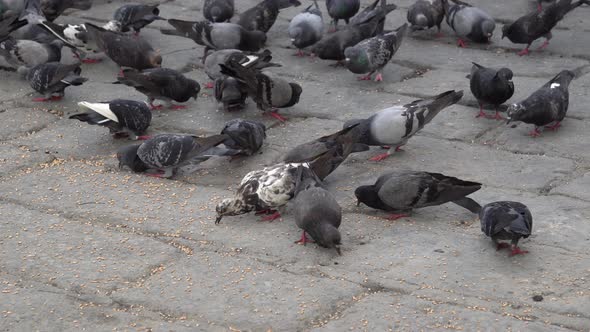Pigeons eat grain at floor alt