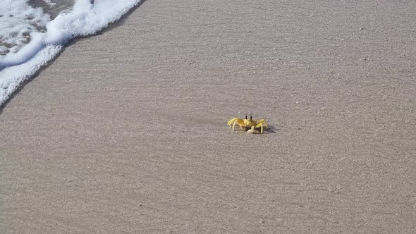 Sand Crab Walking On The Beach