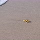 Sand Crab Walking On The Beach - VideoHive Item for Sale