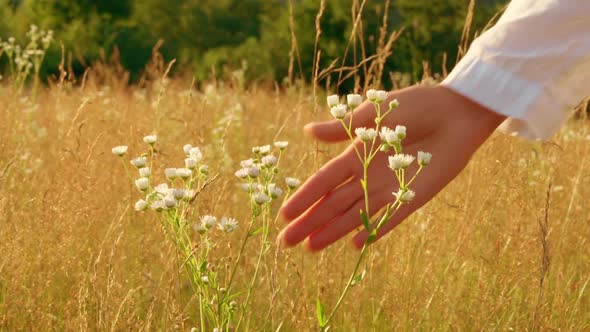b Roll Wildflowers and Female on the Meadow alt