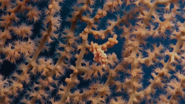 Orange Pygmy Seahorse Denise swimming inside an orange sea fan alt