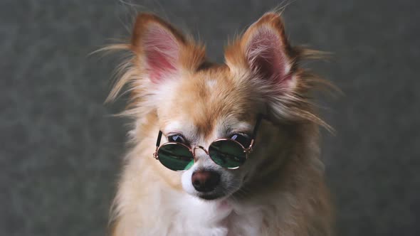 funny chihuahua brown dog wear sun glasses with grey leather background alt